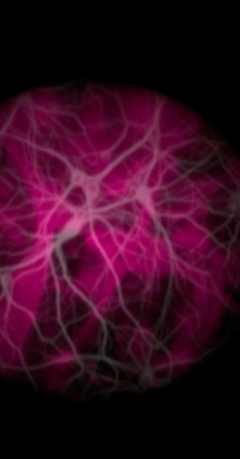 neurons roja 2013-04-12 .png